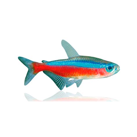 Find Out How To Care For Your Cardinal Tetra Fish