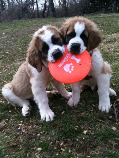 The breed has two coat varieties: Cute Saint Bernard Puppies - Puppy Pictures | St bernard ...
