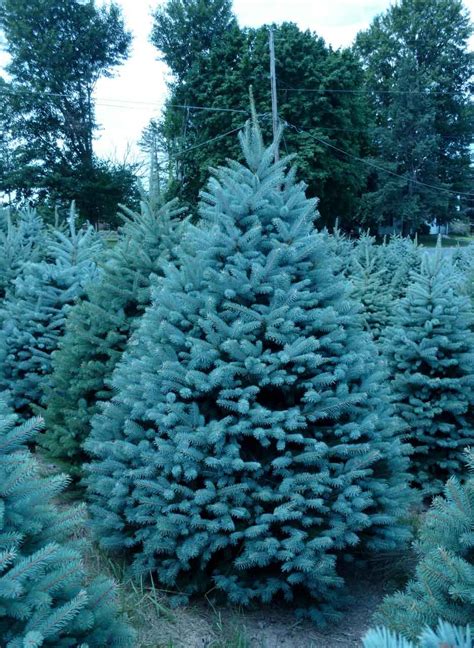 Wholesale Colorado Blue Spruce Trees