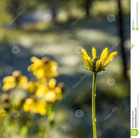 Beautiful Wild Yellow Blooming Flower Stock Photo Image Of Alpes