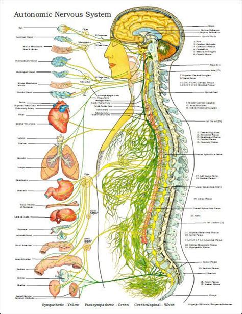 We hope you and your family enjoy the new britannica kids. 21 best images about Nervous System Diagram for Kids on ...