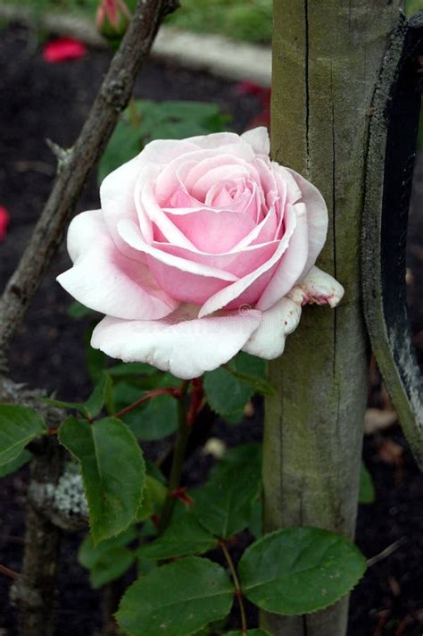 Pink Hybrid Tea Rose In The Garden Stock Image Image Of Fence Soft