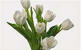 Pictures of Beautiful White Flowers