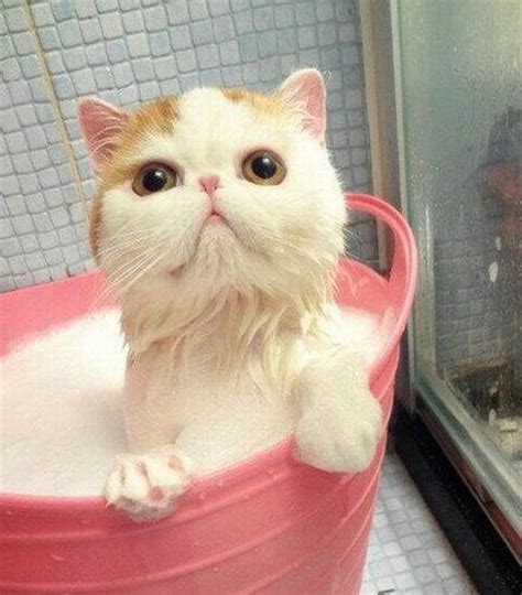 Very Cute Cat Taking Bath