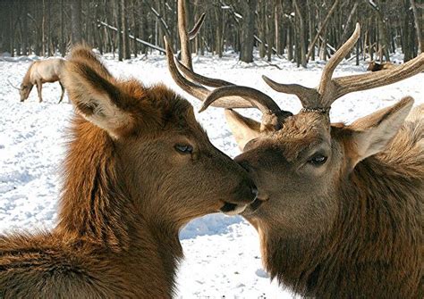 Elk Love By Petalpower Via Flickr Animals Amazing Animals Beautiful