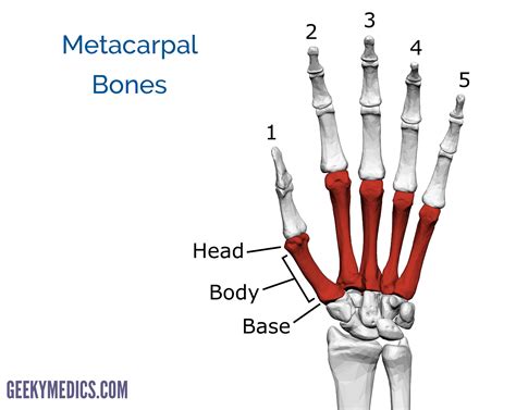 Bones Of The Hand Carpal Bones Metacarpal Bones Geeky Medics