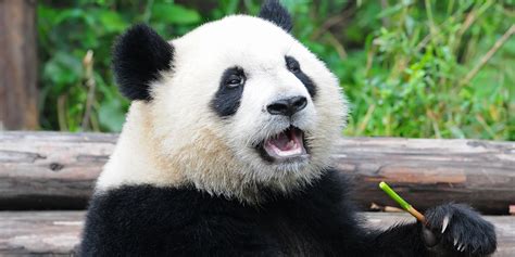 Baby Giant Pandas Eating Bamboo