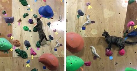This Rock Climbing Cat Is The Best Thing Youll See Today Feels Video