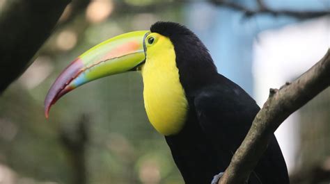 The Most Beautiful Birds In Guatemala