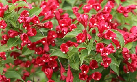 Sonic Bloom Red Weigela 3 Gallon Container Grimms Gardens