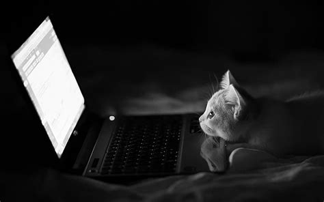 Hd Wallpaper Laptop Computer Grayscale Photo Notebooks Cat