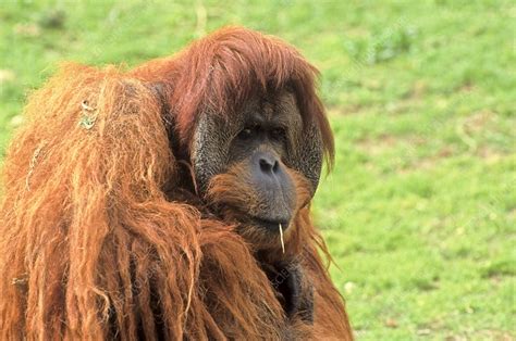 Sumatran Orangutan Pongo Abelii Stock Image C0238044 Science