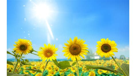 Sunny Day Wallpaper 59 Images
