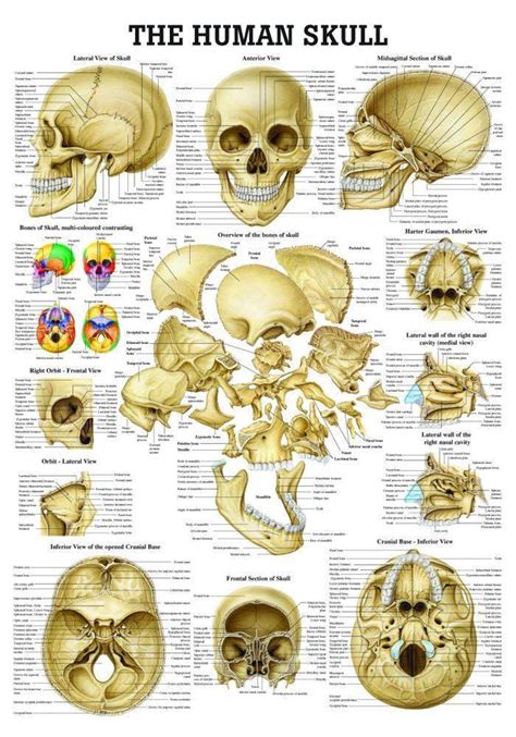 Anatomy Poster Human Skull Laminated
