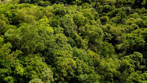 The amazon rainforest, alternatively, the amazon jungle or amazonia, is a moist broadleaf tropical rainforest in the amazon biome that cover. The Amazon Forest Is On Fire And The Whole World Will ...