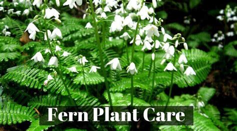 Knowing what time of year to plant it, how to move it, how to handle the large leaves can all be very difficult. Fern Plant Care- How do you take Care of a Fern at Home ...