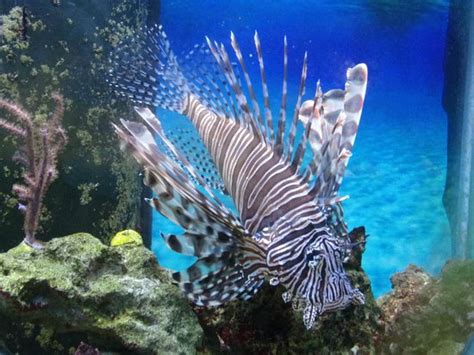 Lion Fish Picture Of Florida Keys Eco Discovery Center Key West