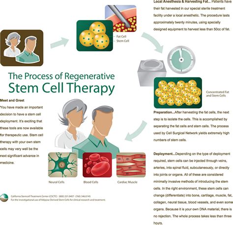 Stem Cells Stem Cell Facts Define Stem Cell