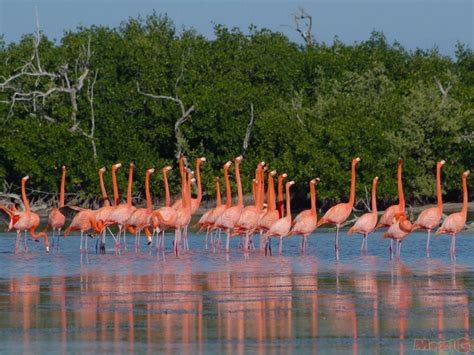 Tour Go Flamingo Rio Lagartos Las Coloradas Ek Balam Turismoi Mx
