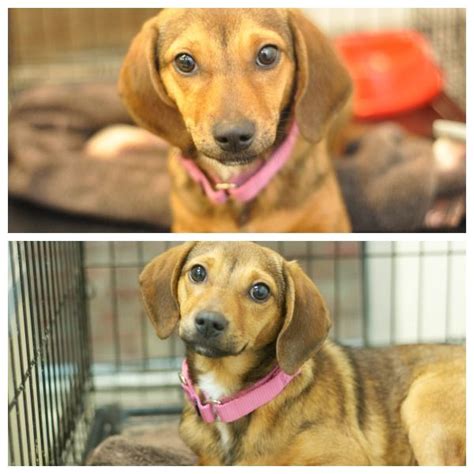 Search for dogs for adoption at shelters near rochester, ny. Adopt Avril on Petfinder | Dachshund mix, Small pets ...