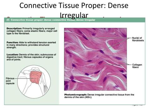Ppt Connective Tissues Powerpoint Presentation Id2182223