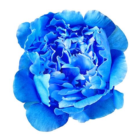 Flower Blue Peony Isolated On A White Background Close