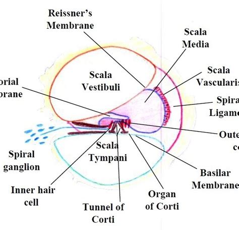 Compartments Of A Cochlea Uncoiled Download Scientific Diagram