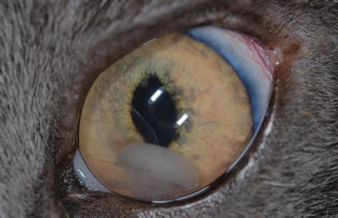 Clinical Signs Of Anterior Uveitis In Dogs And Cats Clinicians Brief