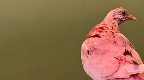 Pigeon Who Was Dyed Pink For Party Dies After Inhaling Toxic Fumes