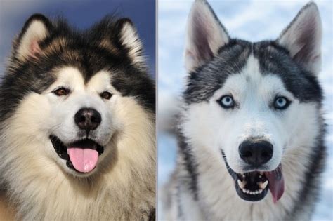 Malamute Vs Husky Know The Differences Between These Breeds