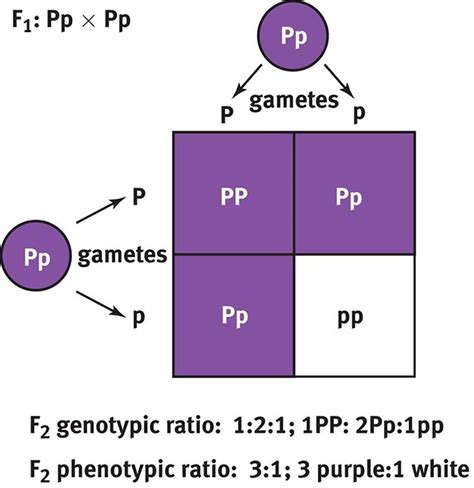 What Is A Punnett Square And Why Is It Useful In Genetics What Is Genetic Dominance And How