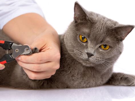 Tips for trimming the claws of an aggressive cat. Effective vs. Ineffective Cat Grooming | All About Cats