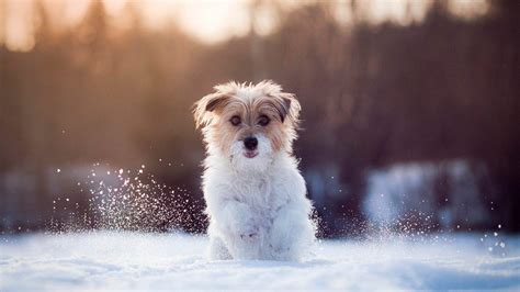 20 Cute Dog Winter Wallpaper Basty Wallpaper
