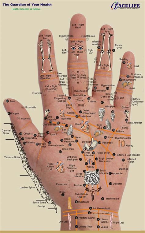 Reflexology Charts Hand Foot And Ear Reflexology Chart Tips