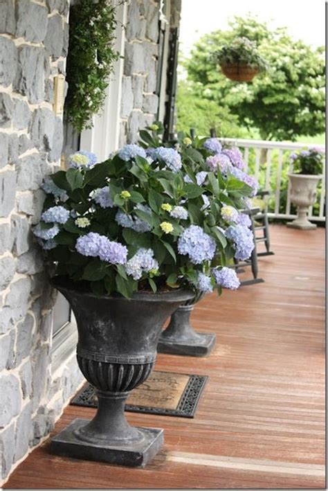 Hydrangeas In Urns On The Front Porch Garden Containers Container