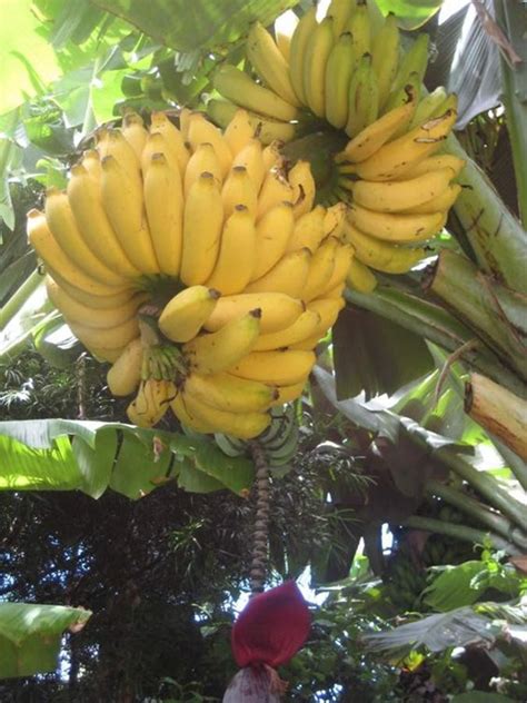 2021 Dwarf Banana Seeds Bonsai Tree Tropical Fruit Outdoor