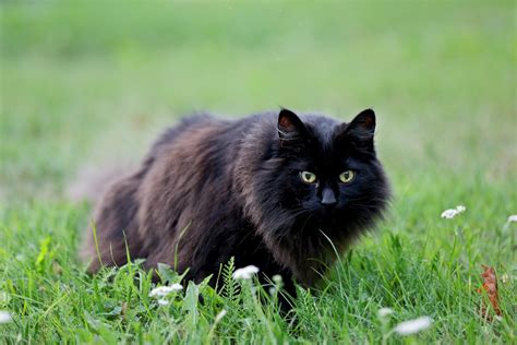 22 Beautiful Black Cat Breeds Readers Digest