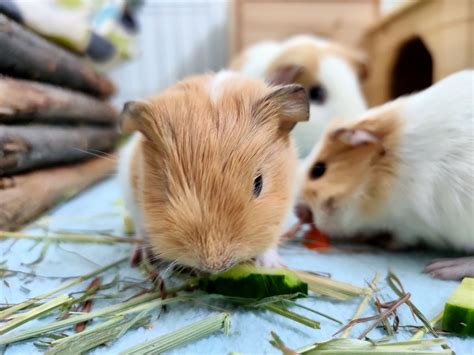 Baby Guinea Pigs Born After Sexing Mix Up Blue Cross