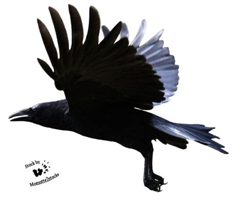 western jackdaw png png all