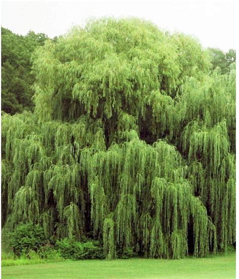 Buy 2 Golden Weeping Willow Trees Ready To Live S Beautiful