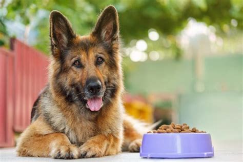 10 Best Dog Foods For German Shepherds 2023 Reviews And Top Picks Hepper