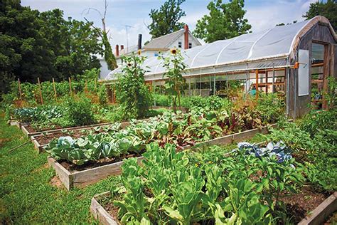 Community Garden Cultivates Organic Produce For Bridgetons Farmworkers