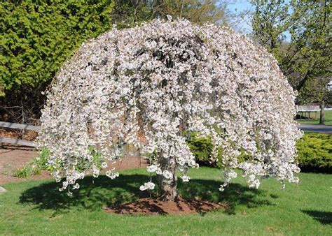 Lucy Littler Dwarf Flowering Cherry Tree Dwarf Flowering Cherry Hedge