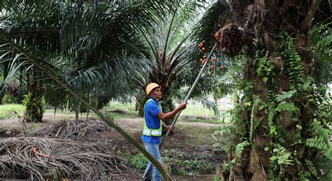 Palm oil fruit malaysia is the world's biggest palm oil producer and exporter, and its companies are also big players in neighboring indonesia, another the malaysian palm oil association represents 40 percent of the country's growers. Malaysia palm oil producer Sime Darby to work with ...