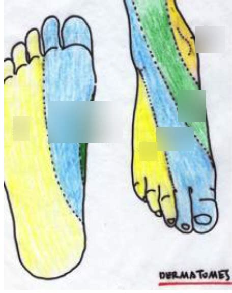 Foot Dermatomes Diagram Quizlet