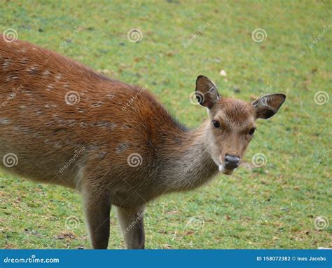 Female Sika Deer Stock Photo Image Of Meadow Young 158072382