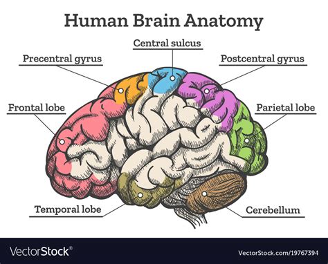 Human Brain Anatomy Diagram Royalty Free Vector Image