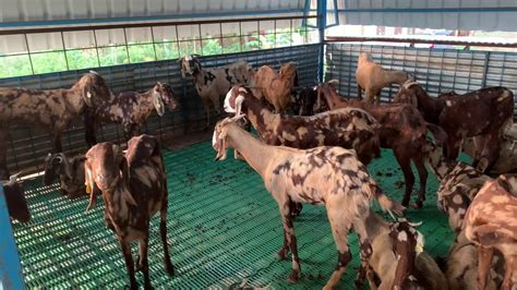 Successful Goat Farming Shirohi Goat Farm Mgf Youtube