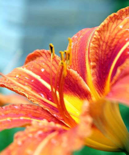 Orange Tiger Lily Wildflower Cbransto Flickr