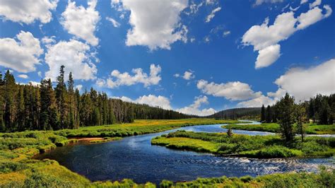 Beautiful Small River In Summer Forest Hd Wallpaper